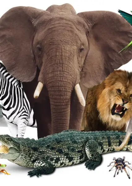 Nonton Animal Kingdom Sub Indo: Sinopsis, Review, dan Link Streaming