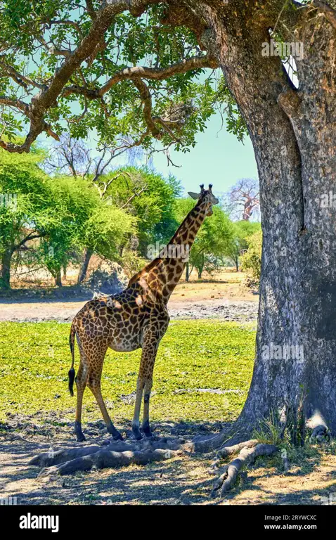 Nonton Animal World: Petualangan Liar yang Memukau