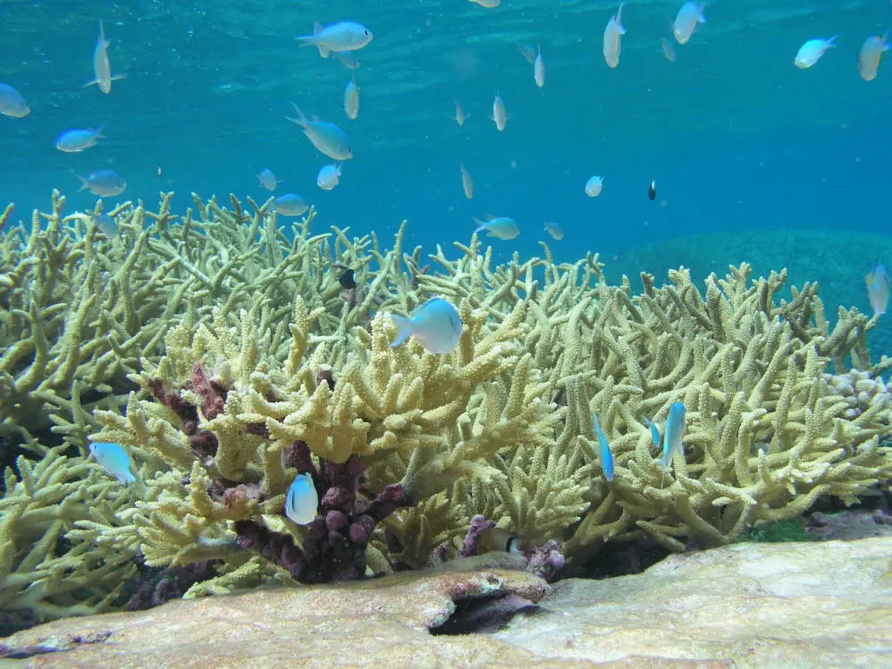Kehidupan liar di laut Kehidupan liar di laut