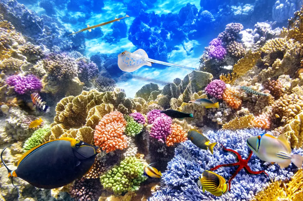 Dunia Bawah Laut Keindahan terumbu karang di laut