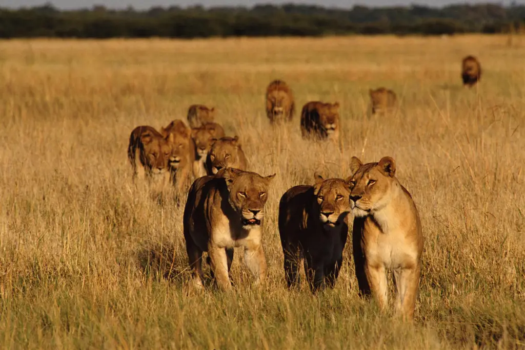 Keluarga Singa di Savana Sekawanan singa yang sedang beristirahat.
