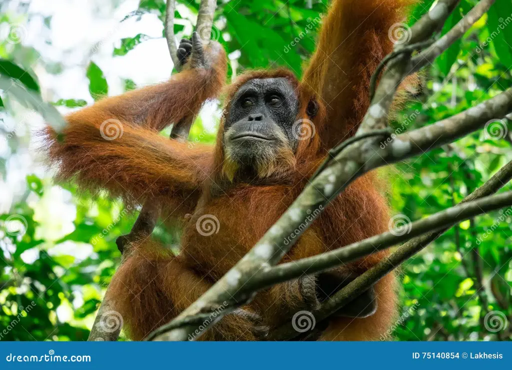 Orangutan di Hutan Hujan Seekor orangutan yang sedang berayun di pohon.
