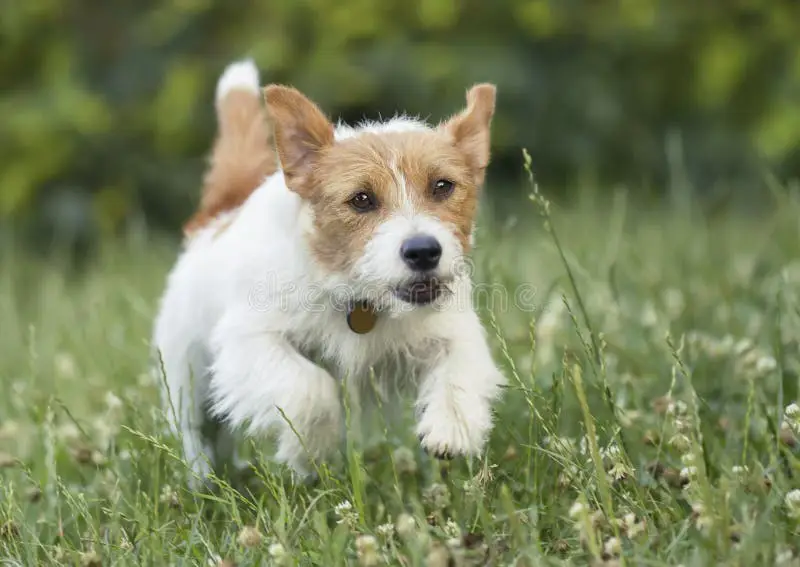 Suasana ceria dalam Dog Days yang diwakili oleh seekor anjing yang sedang bermain Anjing yang gembira bermain, mewakili suasana ceria dalam Dog Days