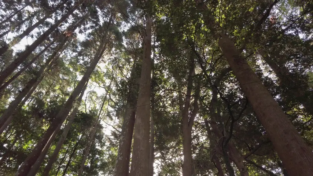 Keindahan alam yang mendukung cerita Hotarubi no Mori e Pemandangan hutan Jepang yang indah